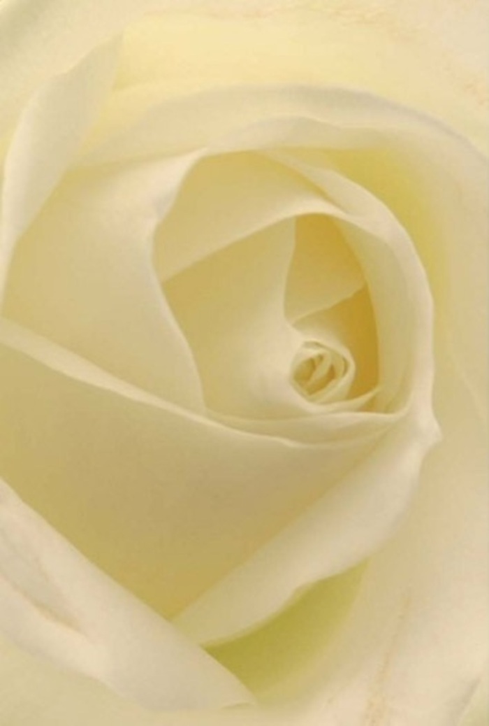 Seen close up, this classic white rose-lovingly prepared in Palmers Green-draws you into a tranquil interplay of softness, layering, and glowing light. The petals, arranged in a flawless spiral, blend shades of ivory and gentle cream, echoing the gentle sunlight that spills over local Edwardian terraces. There is a calming sophistication to the image, as the innermost core glows with an ethereal purity suggestive of new beginnings or sincere apologies. As a florist serving the Palmers Green area, I recognise this bloom as the embodiment of resilience and grace-perfectly suited for intimate occasions, heartfelt centrepieces at weddings on Aldermans Hill, or as a gesture of enduring friendship. The nuanced gradations of colour and shadow lend the blossom subtle depth, while the barely-there scent conjures memories of peaceful afternoons spent in local gardens. This rose is more than beautiful; it's timeless, radiating a sense of peace and sincerity that enhances any occasion, from celebration to remembrance.